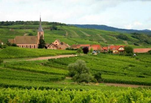 Viñedos milenarios y Bodegas de renombre
